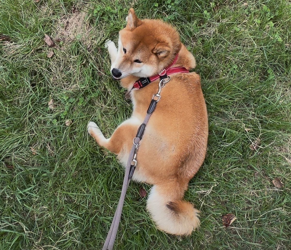 歩く? 歩かない? 柴犬とはそういうものなのです。