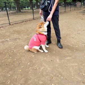 集団下校の後は、みんな揃ってバイバイおやつの時間です。 柴犬子犬ハルのワンダフルライフ