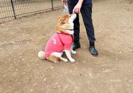 集団下校の後は、みんな揃ってバイバイおやつの時間です。 柴犬子犬ハルのワンダフルライフ