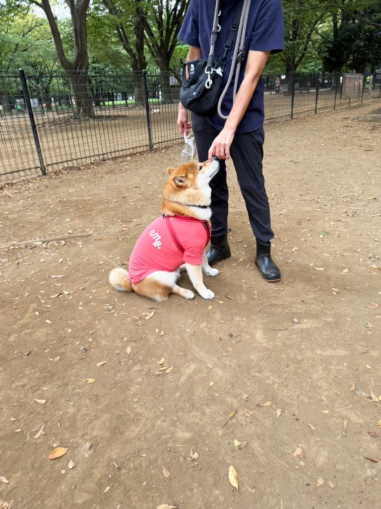 集団下校の後は、みんな揃ってバイバイおやつの時間です。 柴犬子犬ハルのワンダフルライフ 集団下校の後は、みんな揃ってバイバイおやつの時間です。 柴犬子犬ハルのワンダフルライフ