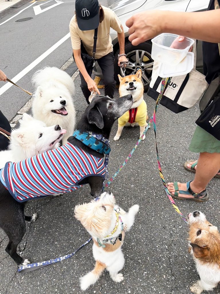 集団下校の後は、みんな揃ってバイバイおやつの時間です。 柴犬子犬ハルのワンダフルライフ 集団下校の後は、みんな揃ってバイバイおやつの時間です。 柴犬子犬ハルのワンダフルライフ