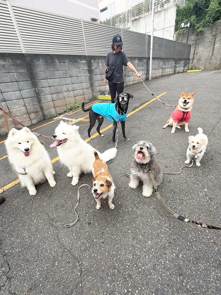 集団下校の後は、みんな揃ってバイバイおやつの時間です。 柴犬子犬ハルのワンダフルライフ 集団下校の後は、みんな揃ってバイバイおやつの時間です。 柴犬子犬ハルのワンダフルライフ