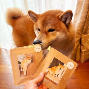 柴犬のぼくに起こった、最近の出来事をご披露いたします。 柴犬子犬ハルのワンダフルライフ