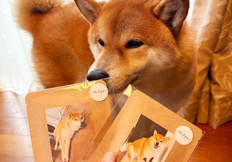 柴犬のぼくに起こった、最近の出来事をご披露いたします。 柴犬子犬ハルのワンダフルライフ