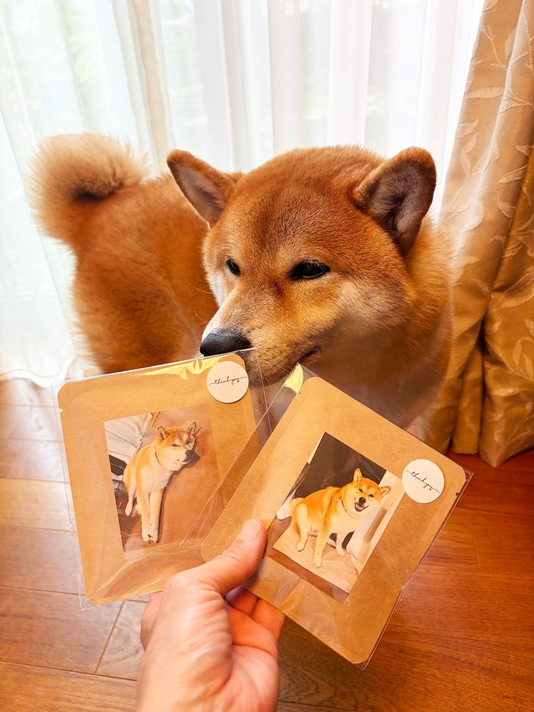 柴犬のぼくに起こった、最近の出来事をご披露いたします。 柴犬子犬ハルのワンダフルライフ