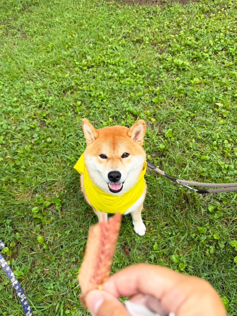 柴犬のぼくに起こった、最近の出来事をご披露いたします。 柴犬子犬ハルのワンダフルライフ