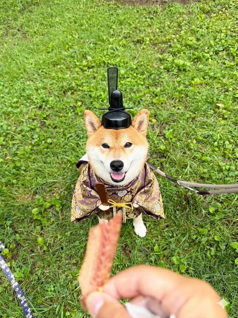 柴犬のぼくに起こった、最近の出来事をご披露いたします。 柴犬子犬ハルのワンダフルライフ