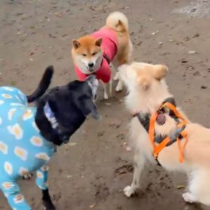 これがワンプロってやつです、かなり劣勢です、というより相手にされていません。柴犬子犬ハルのワンダフルライフ