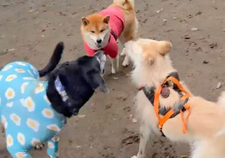 これがワンプロってやつです、かなり劣勢です、というより相手にされていません。柴犬子犬ハルのワンダフルライフ