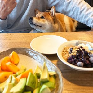 ムチムチの柴犬に食欲の秋到来です、うれしいです。 柴犬子犬ハルのワンダフルライフ