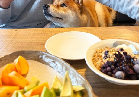 ムチムチの柴犬に食欲の秋到来です、うれしいです。 柴犬子犬ハルのワンダフルライフ ムチムチの柴犬に食欲の秋到来です、うれしいです。 柴犬子犬ハルのワンダフルライフ