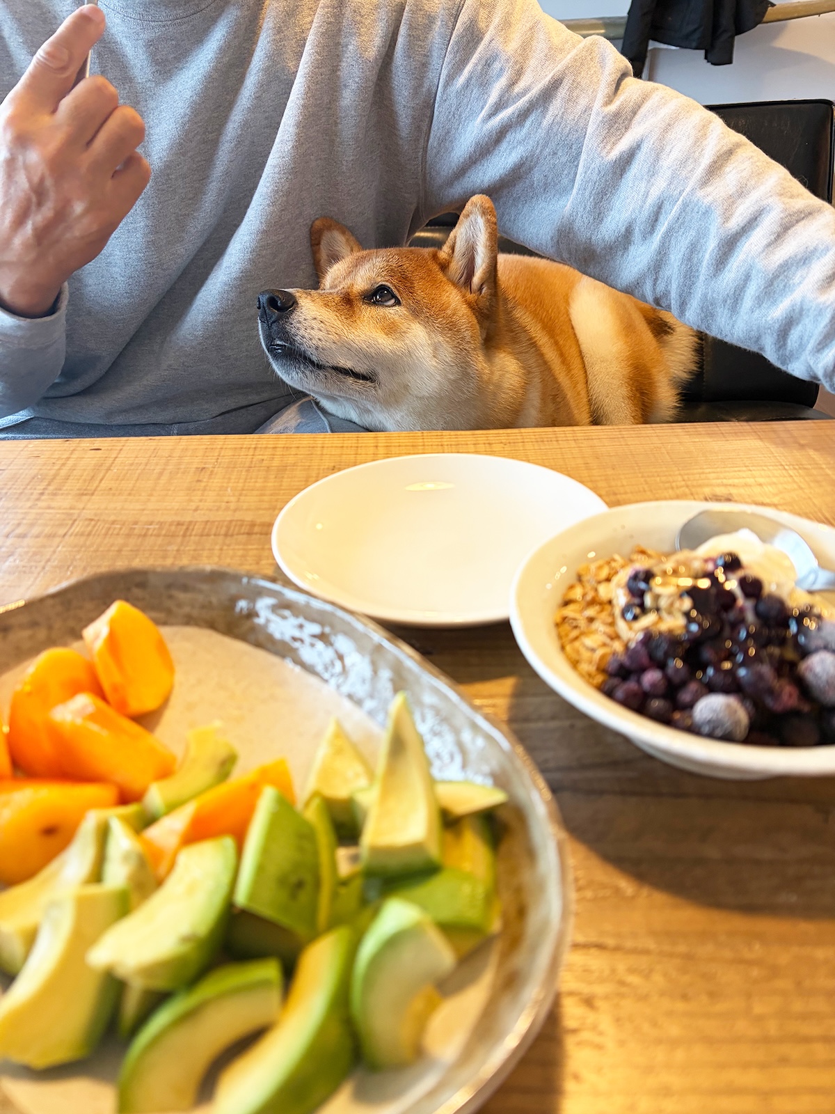 ムチムチの柴犬に食欲の秋到来です、うれしいです。