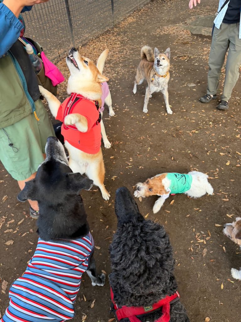 ムチムチの柴犬に食欲の秋到来です、うれしいです。 柴犬子犬ハルのワンダフルライフ