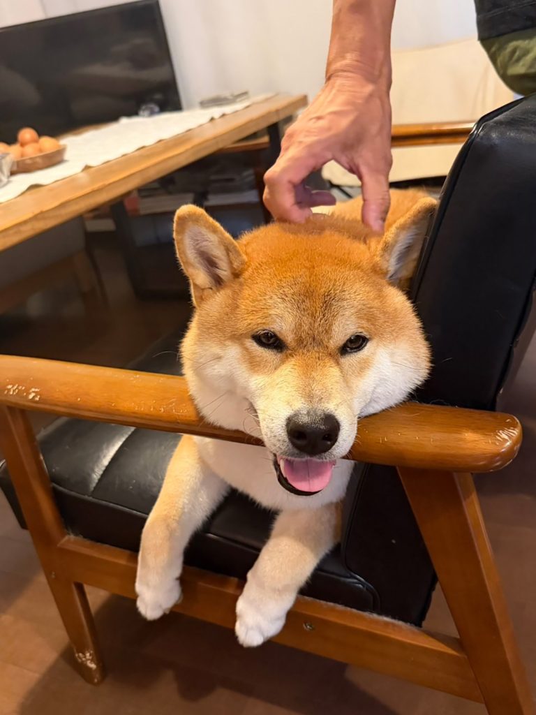 ムチムチの柴犬に食欲の秋到来です、うれしいです。 柴犬子犬ハルのワンダフルライフ